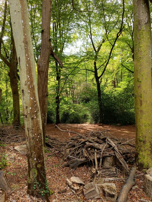 Albury woods